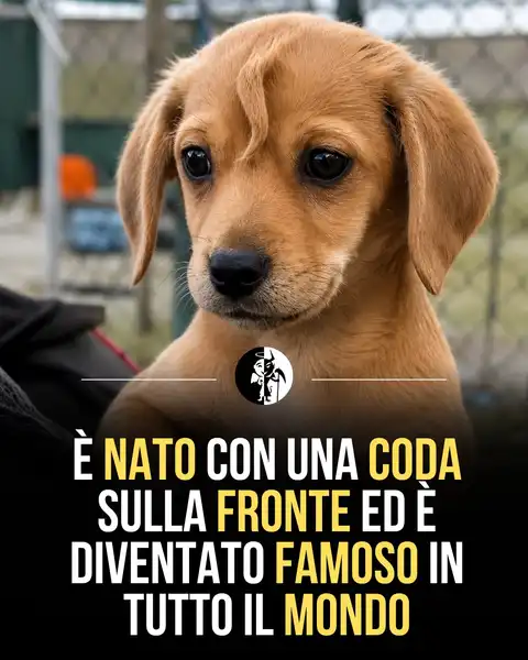 Amici a 4 zampe